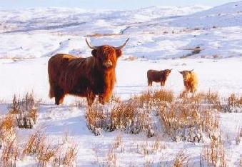 Highland cows