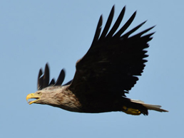 White-tailed eagle